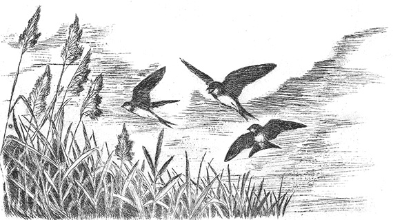 Иллюстрация к книге — Лесные разведчики [i_013.jpg]