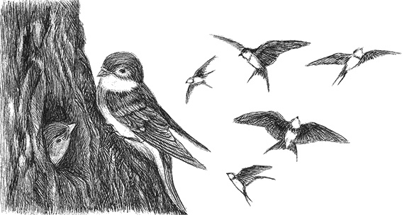 Иллюстрация к книге — Лесные разведчики [i_014.jpg]