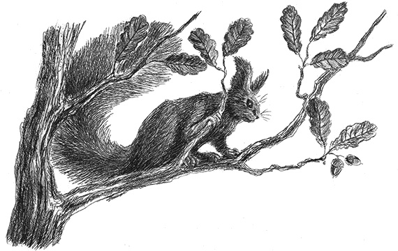 Иллюстрация к книге — Лесные разведчики [i_016.jpg]