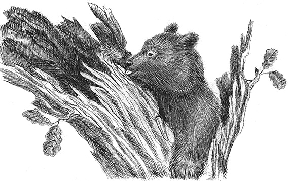 Иллюстрация к книге — Лесные разведчики [i_018.jpg]