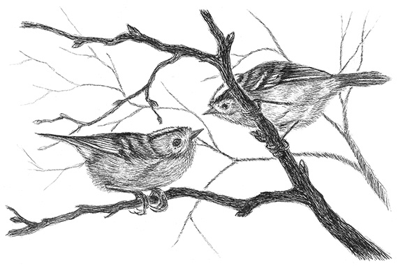 Иллюстрация к книге — Лесные разведчики [i_019.jpg]