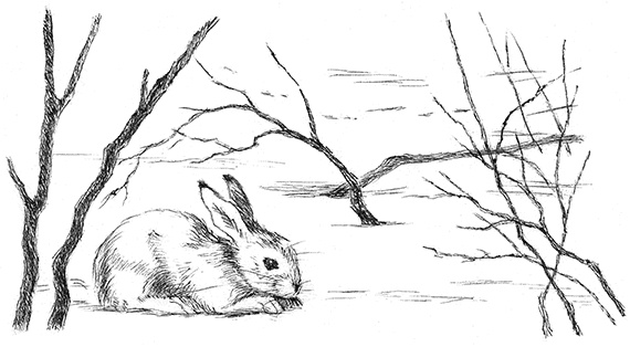 Иллюстрация к книге — Лесные разведчики [i_025.jpg]