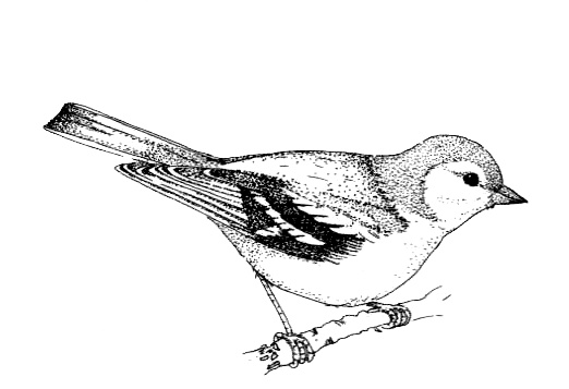 Иллюстрация к книге — Походная книга Муми-тролля [i_002.jpg]