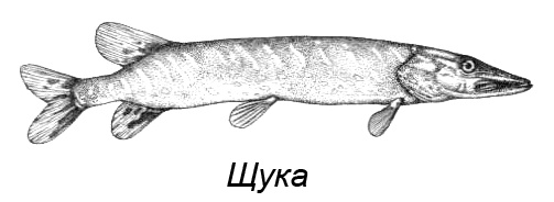 Иллюстрация к книге — Походная книга Муми-тролля [i_039.jpg]