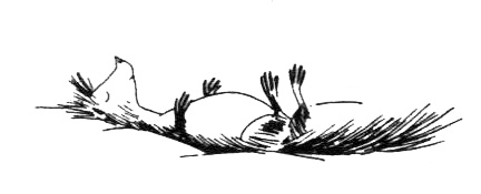 Иллюстрация к книге — Походная книга Муми-тролля [i_047.jpg]