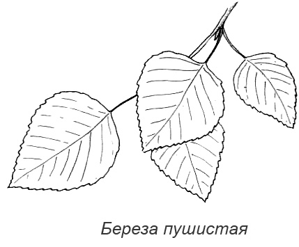 Иллюстрация к книге — Походная книга Муми-тролля [i_075.jpg]