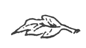 Иллюстрация к книге — Походная книга Муми-тролля [i_077.jpg]