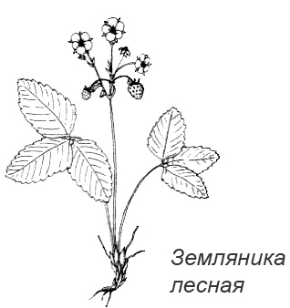 Иллюстрация к книге — Походная книга Муми-тролля [i_080.jpg]