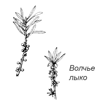 Иллюстрация к книге — Походная книга Муми-тролля [i_082.jpg]