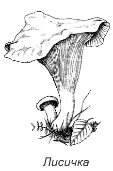 Иллюстрация к книге — Походная книга Муми-тролля [i_087.jpg]