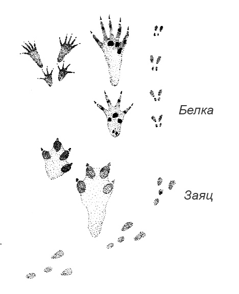 Иллюстрация к книге — Походная книга Муми-тролля [i_107.jpg]