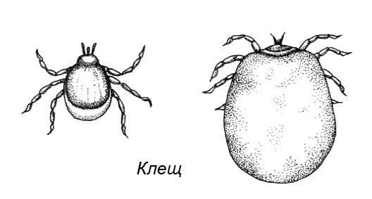 Иллюстрация к книге — Походная книга Муми-тролля [i_116.jpg]