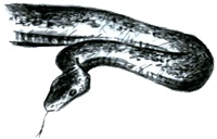 Иллюстрация к книге — Под крыльцом [img22.jpg]