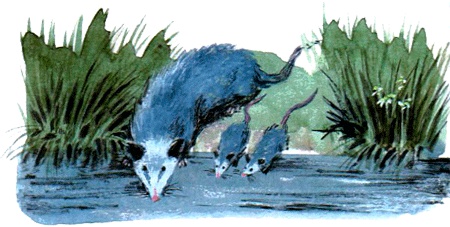 Иллюстрация к книге — Под крыльцом [img51.jpg]