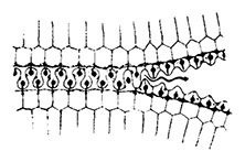 Иллюстрация к книге — Планиверсум. Виртуальный контакт с двухмерным миром [img_014.jpg]