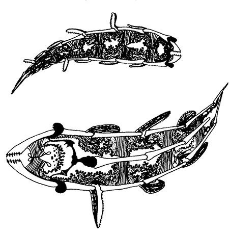 Иллюстрация к книге — Планиверсум. Виртуальный контакт с двухмерным миром [img_022.jpg]