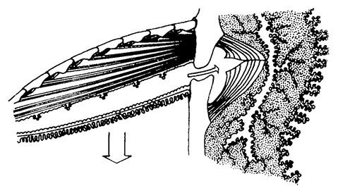 Иллюстрация к книге — Планиверсум. Виртуальный контакт с двухмерным миром [img_023.jpg]