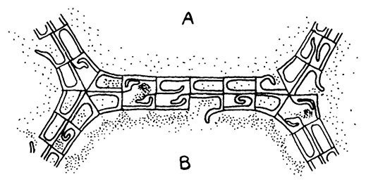 Иллюстрация к книге — Планиверсум. Виртуальный контакт с двухмерным миром [img_114.jpg]