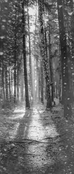 Иллюстрация к книге — Проза Дождя [i_002.jpg]