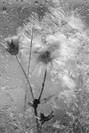 Иллюстрация к книге — Проза Дождя [i_023.jpg]