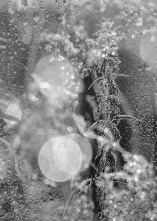 Иллюстрация к книге — Проза Дождя [i_028.jpg]