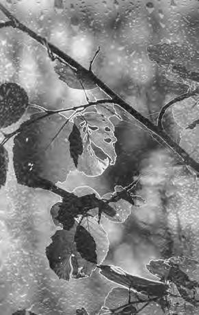 Иллюстрация к книге — Проза Дождя [i_047.jpg]