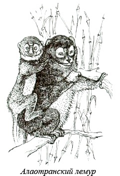 Иллюстрация к книге — Остров, одетый в джерси [i_013.jpg]