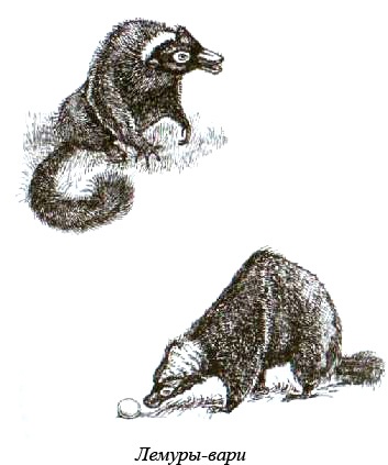 Иллюстрация к книге — Остров, одетый в джерси [i_016.jpg]