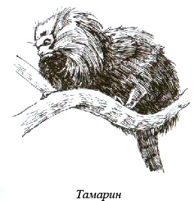 Иллюстрация к книге — Остров, одетый в джерси [i_018.jpg]