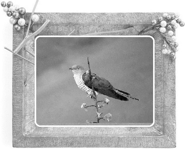 Иллюстрация к книге — Сказки ветра [image7_55dc2a9bca4384d303f606e1_jpg.jpg]