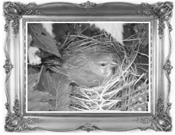 Иллюстрация к книге — Жил-был воробей, или Зачем нужно ходить в школу [image0_55ddb29707cf679518fd28d3_jpg.jpg]