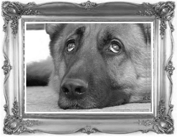 Иллюстрация к книге — Жил-был воробей, или Зачем нужно ходить в школу [image1_55ddb43a07cf679518fd2a20_jpg.jpg]