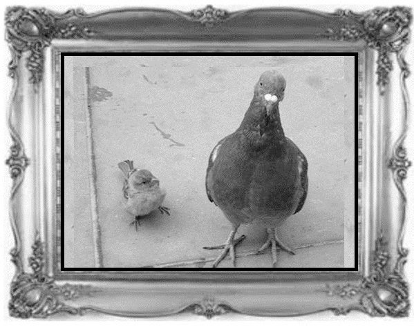 Иллюстрация к книге — Жил-был воробей, или Зачем нужно ходить в школу [image3_55ddf5be07cf679518fd4065_jpg.jpg]