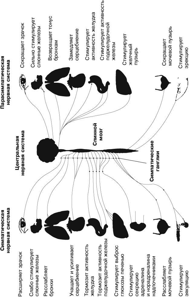 Иллюстрация к книге — Психология лжи и обмана. Как разоблачить лжеца [i_021.jpg]