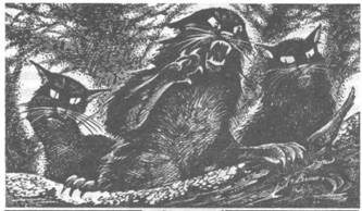 Иллюстрация к книге — Коты-воители. Главная надежда [pic_24.jpg]