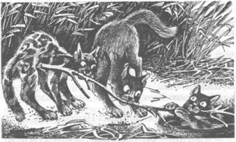 Иллюстрация к книге — Коты-воители. Главная надежда [pic_36.jpg]