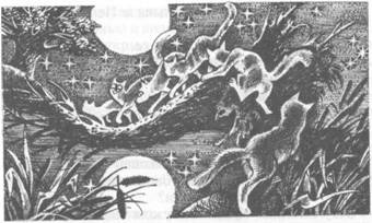 Иллюстрация к книге — Коты-воители. Главная надежда [pic_42.jpg]