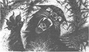 Иллюстрация к книге — Коты-воители. Главная надежда [pic_48.jpg]