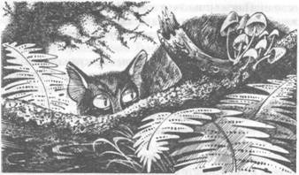 Иллюстрация к книге — Коты-воители. Главная надежда [pic_6.jpg]