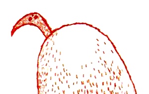 Иллюстрация к книге — Фердинанд и Пуш [i_011.jpg]