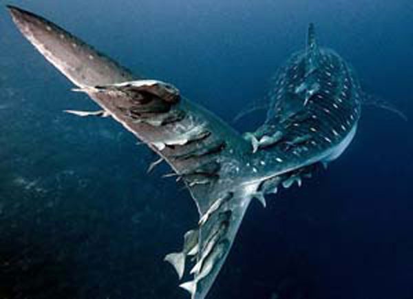 Иллюстрация к книге — Лидерство: проклятье или панацея [i_013.jpg]