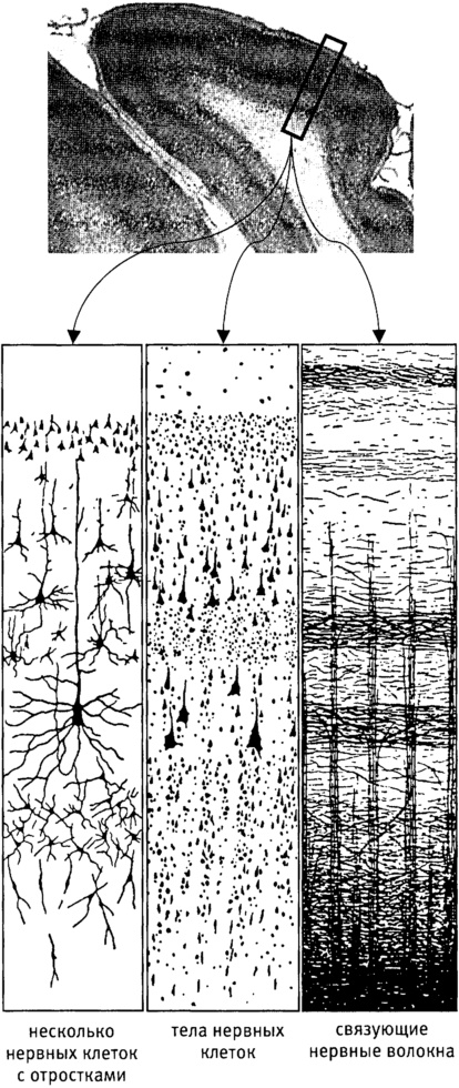 Иллюстрация к книге — Мозг и душа. Как нервная деятельность формирует наш внутренний мир [i_004.jpg]