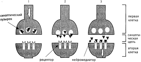 Иллюстрация к книге — Мозг и душа. Как нервная деятельность формирует наш внутренний мир [i_039.jpg]