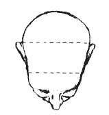 Иллюстрация к книге — Лицо - зеркало души. Физиогномика для всех [i_137.jpg]