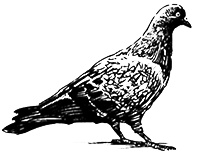 Иллюстрация к книге — Мастерская чудес [i_013.jpg]