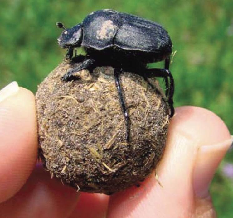 Иллюстрация к книге — Звездный витамин [i_021.jpg]