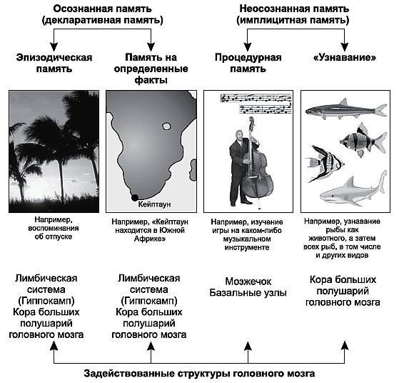 Иллюстрация к книге — Как помочь школьнику? Развиваем память, усидчивость и внимание [_107r.jpg]