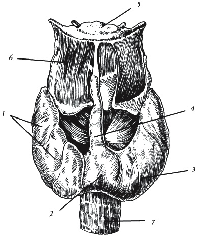 Иллюстрация к книге — Лечение болезней щитовидной железы [_012.jpg]