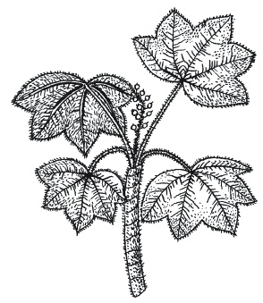 Иллюстрация к книге — Лечение болезней щитовидной железы [_144.jpg]