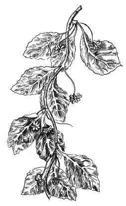 Иллюстрация к книге — Лечение болезней щитовидной железы [_146.jpg]